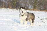 ALASKAN MALAMUTE 286